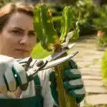 Wilczomlecz (Euphorbia) w ogrodzie – ogrodnik w rękawiczkach pracujący przy roślinie wydzielającej biały sok mleczny